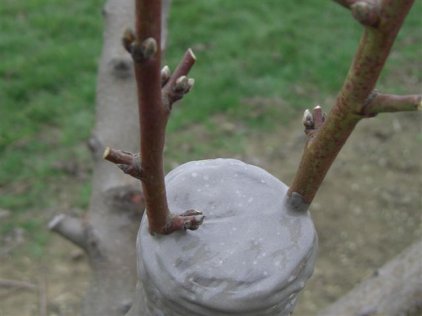 Innesto a spacco pulito